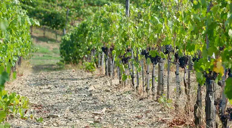 Ferienhaus in Capraia e Limite