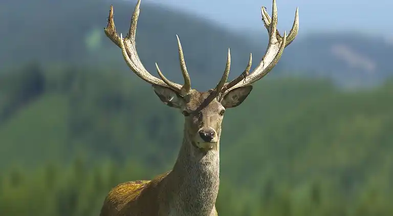 Hytte i Oignies-en-Thiérache