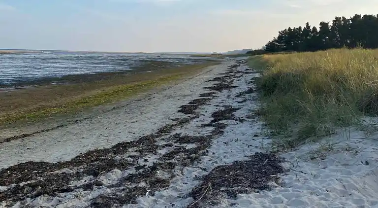 Lyst sommerhus 300 meter fra stranden