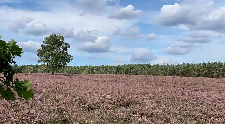 Bungalow in Faßberg