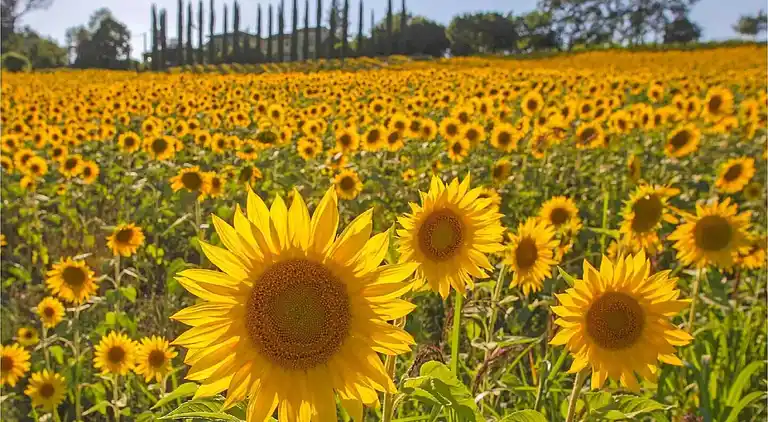 Hytte i Massa e Cozzile