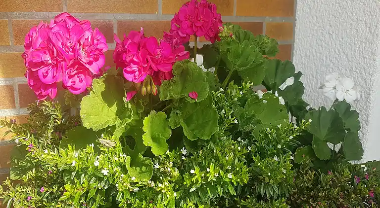 Apartment in Deifeld