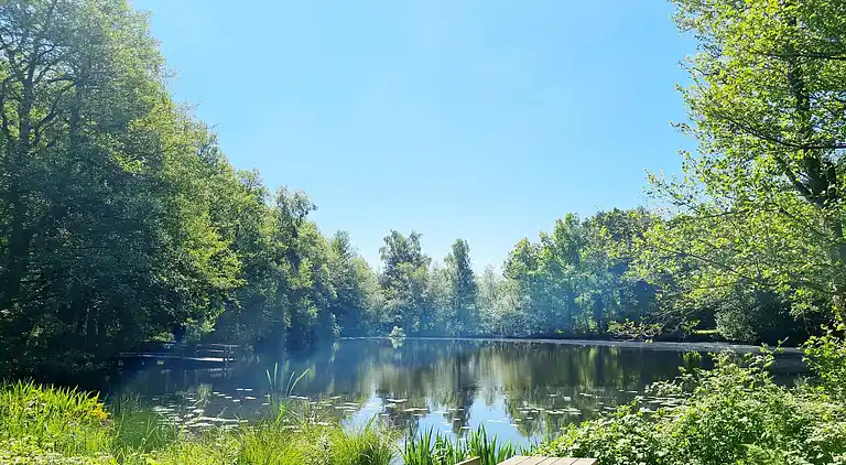 Nybygget liebhaver sommerhus ved skove og søer