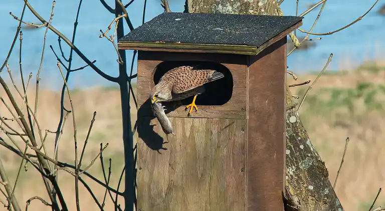 Schönes Ferienhaus mit Wildbad und guter Aussicht