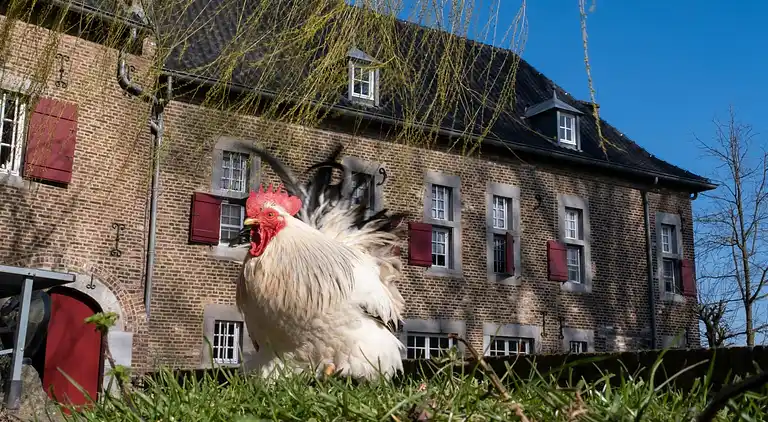 Apartment in Eijsden