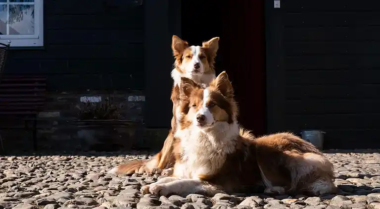 Apartment in Eijsden