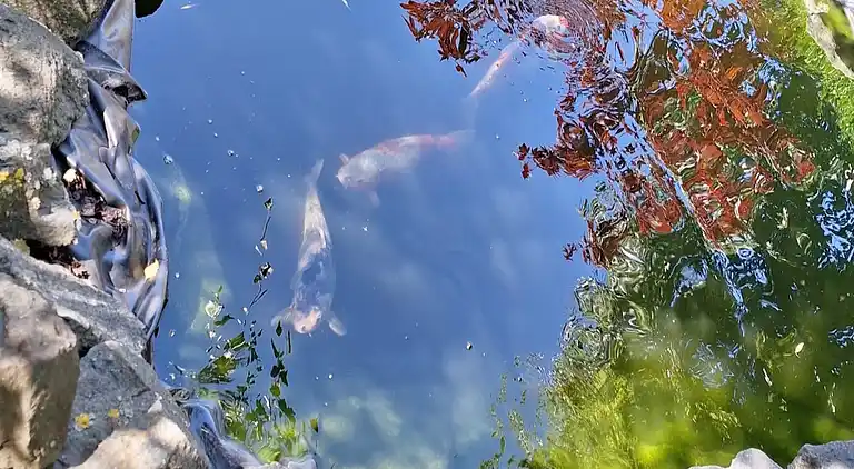 Sommerhus i Willersdorf