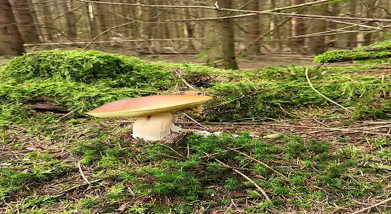 Sommerhus i Willersdorf