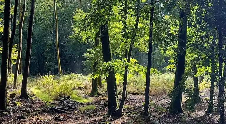 Sommerhus i Willersdorf