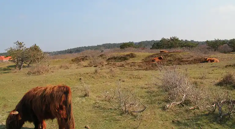 Sommerhus i Overveen