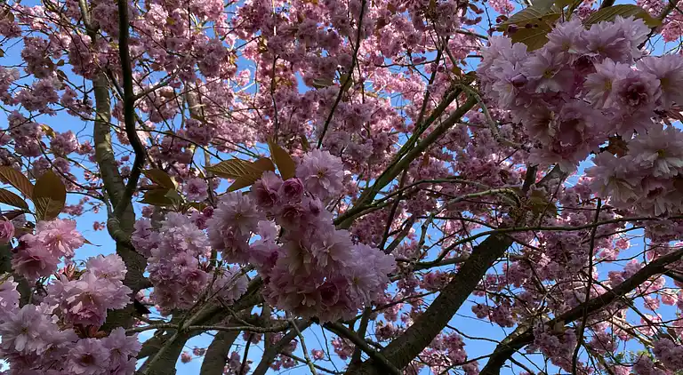 Einsig artiges Landhaus am Wasser