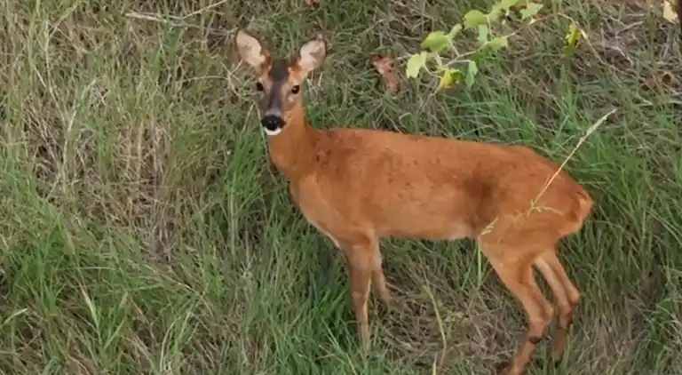 VILLA IN FARMHOUSE with pool