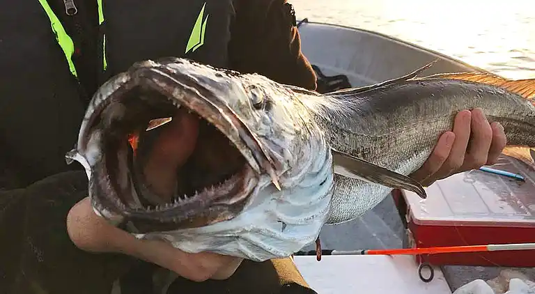 Vakantiehuis in Eidsvåg