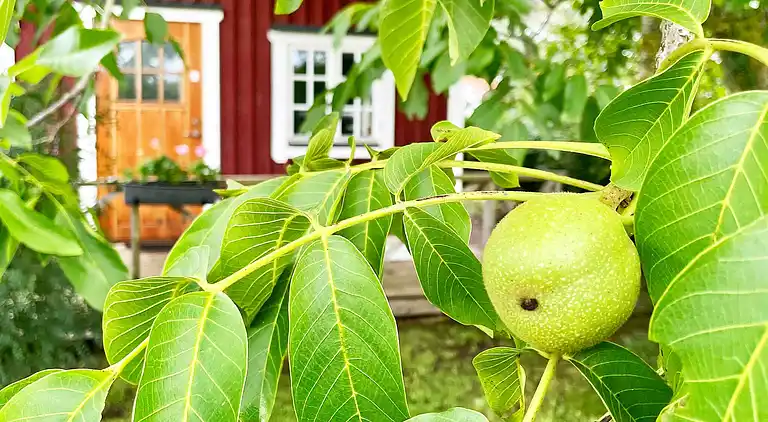 Holiday home in Borgholm C