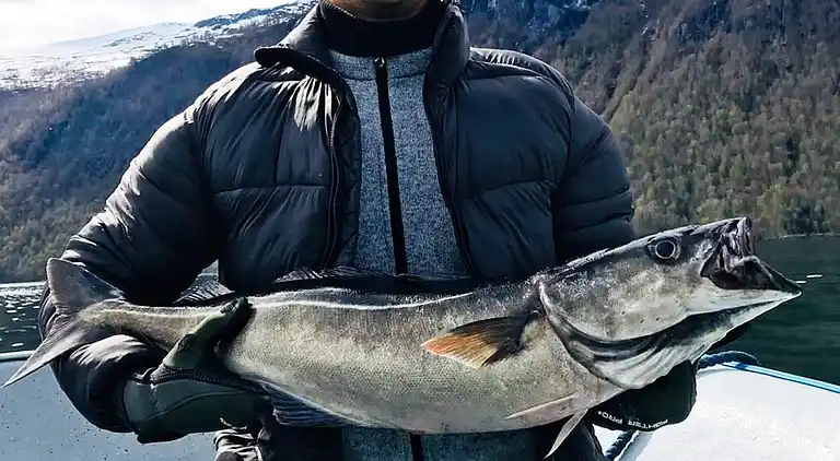Sommerhus i Eidsvåg