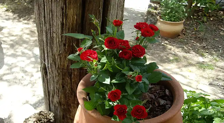 Cottage in Valencia de Alcántara