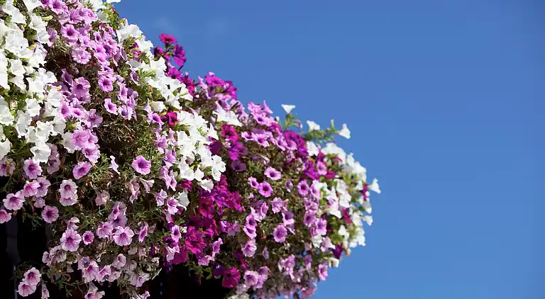 Lägenhet i Sankt Johann im Pongau