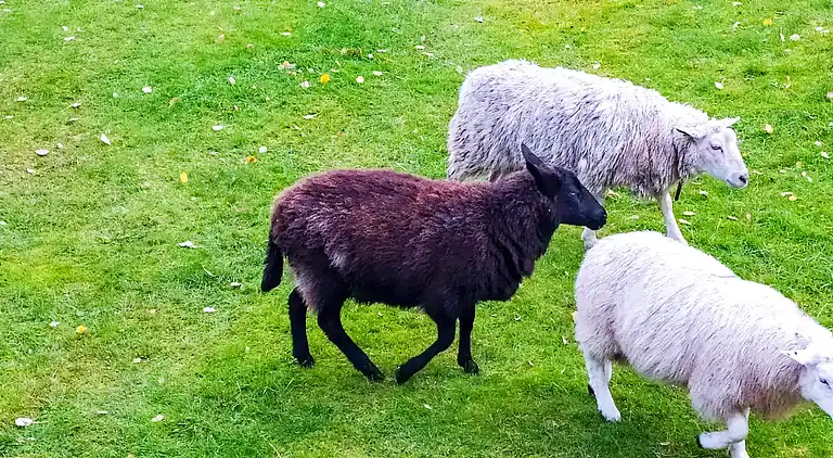 Sommerhus i Birkedal
