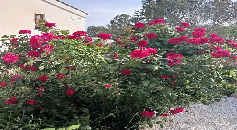 Hytte i Sant Salvador de Guardiola