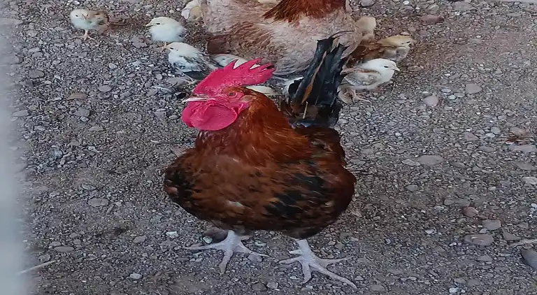 Hytte i Sant Salvador de Guardiola