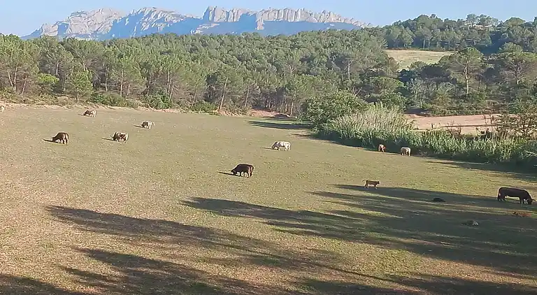 Hytte i Sant Salvador de Guardiola