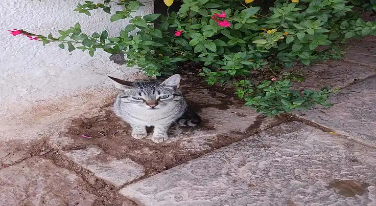 Hytte i Sant Salvador de Guardiola