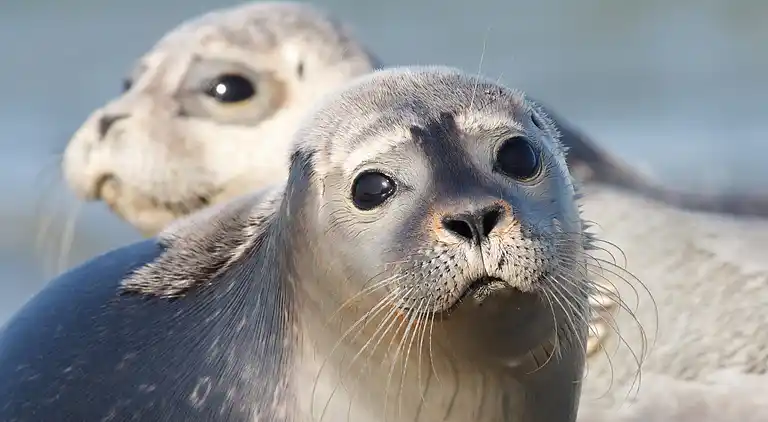Bungalow in Kamperland