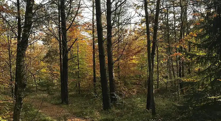 Ferienhaus mitten im Wald, nah am Wasser.