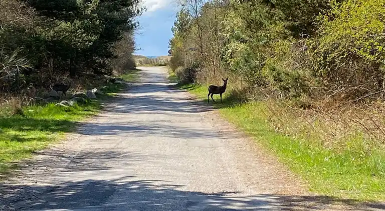 Sommerhus i idylliske kystområde