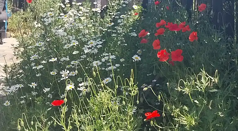 Hyggeligt hus på landet  i roligt område.