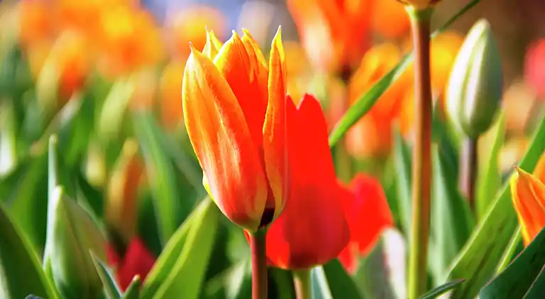 Holiday home in South Holland