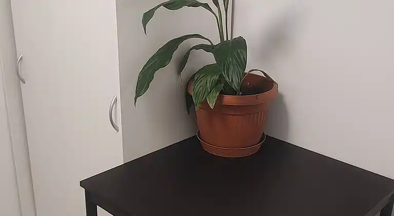 Vu's Home - Wohnung Junior 40m2