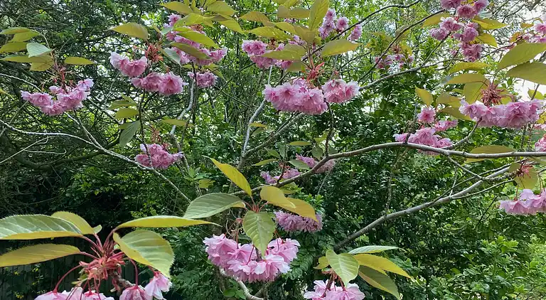 Sommerhus ved Veddinge i hyggelig 70’er stil