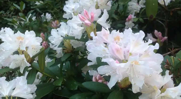 Sommerhus ved Veddinge i hyggelig 70’er stil