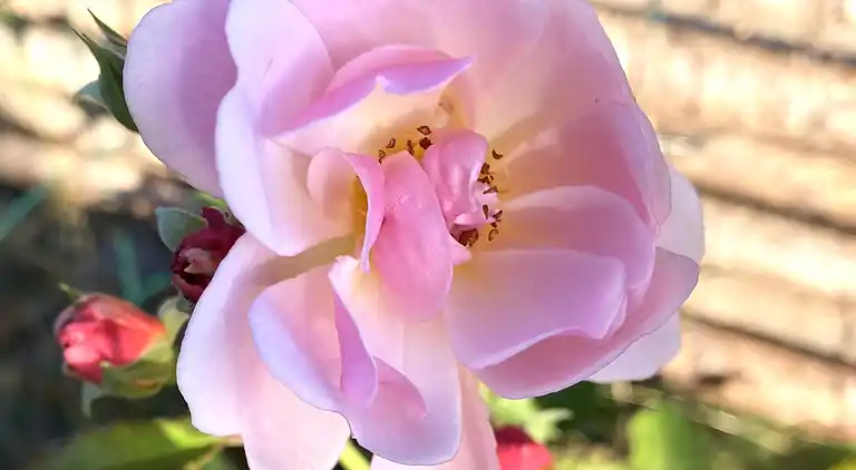 Hygge og ro i nænsomt renoveret sommeridyl