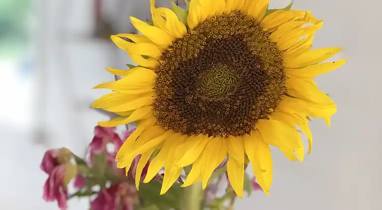 Fynsk sommerhus med fantastisk havudsigt 