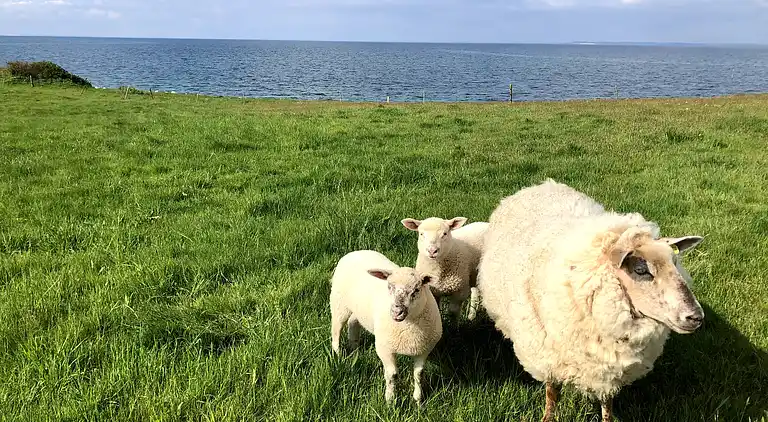 Fynsk sommerhus med fantastisk havudsigt 