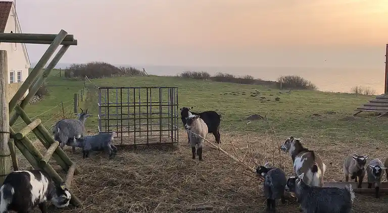 Fynsk sommerhus med fantastisk havudsigt 