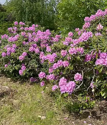 Skønt sommerhus med anneks og have