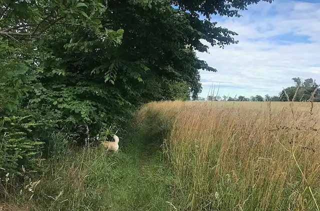 Skønt beliggende sommerhus i Dronningmølle