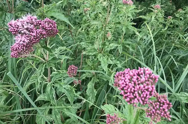 Skønt beliggende sommerhus i Dronningmølle