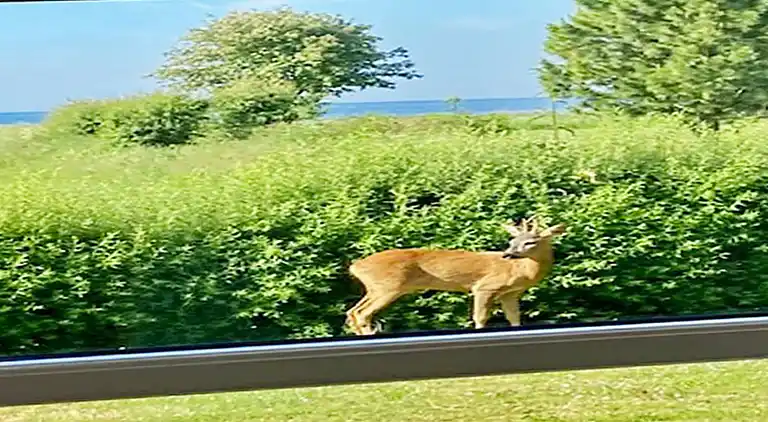 Holiday home in Nysted