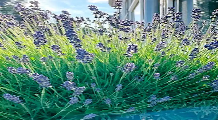 Holiday home in Nysted