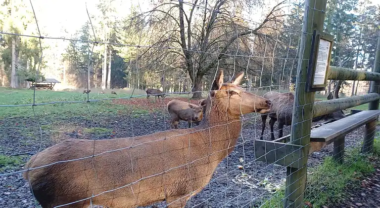 Holiday home in Stadlern