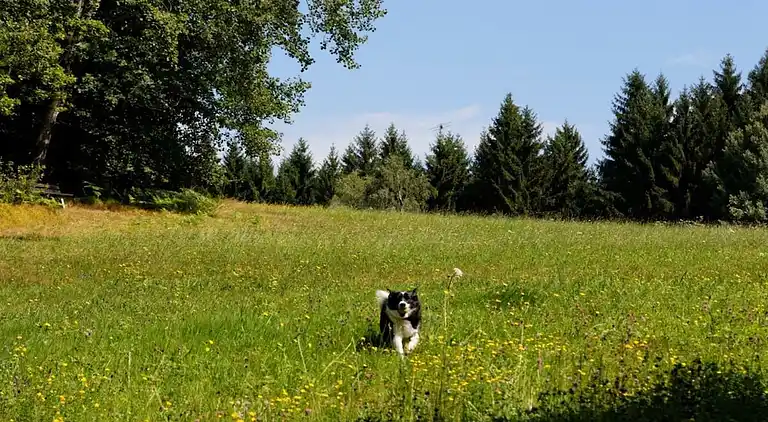 Sommerhus i Staudenschedl