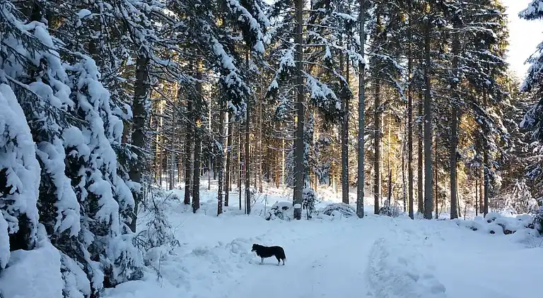 Sommerhus i Staudenschedl