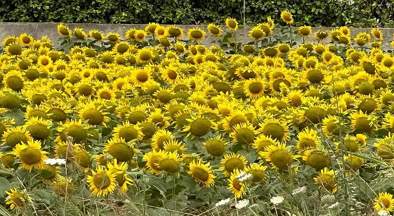 Holiday home in Els Masos de Pals