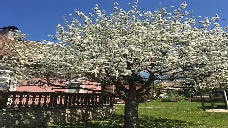 Ferielejlighed i Eberndorf