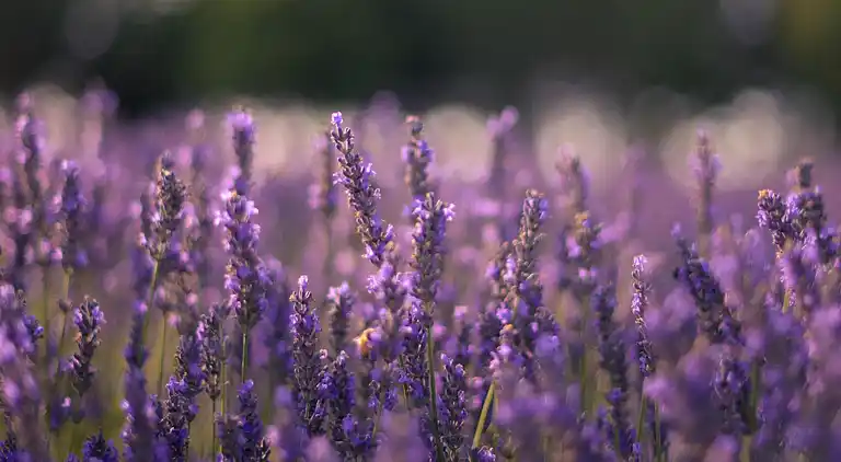 Boerderij in Asciano