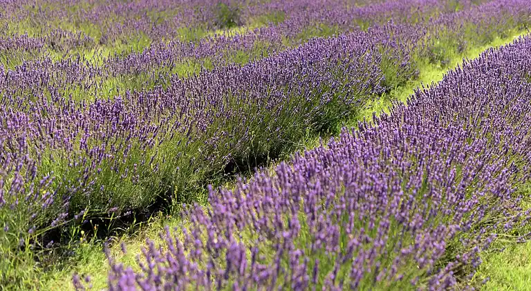 Boerderij in Asciano